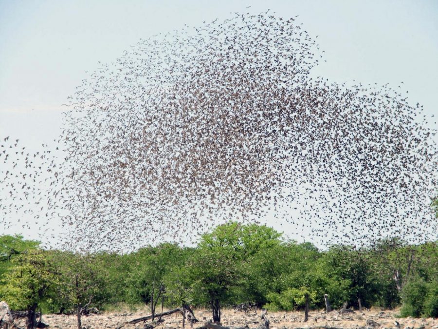Thousands of locusts flood the country of Kenya in Africa.
