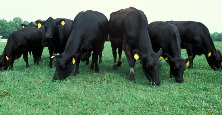 A herd of cattle grazing in a field, increasing global emissions.